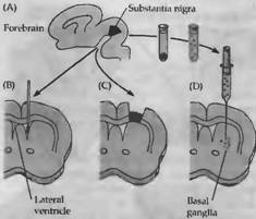 Реферат: Формування, ріст і розвиток мітохондрій в гаметогенезі та ранньому ембріогенезі хребетних