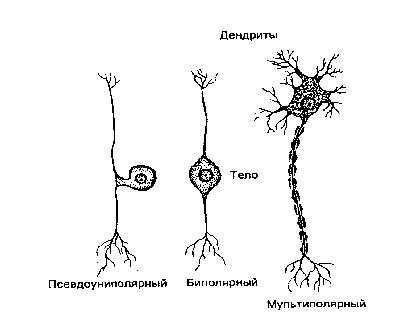 Курсовая работа: Сравнительно-инитомическая характеристика нервной системы животных