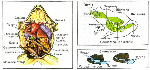 Курсовая работа: Иллюстрационный материал на уроках биологии