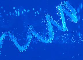 Доклад: ДНК и РНК