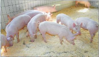 Контрольная работа по теме Развитие свиноводства как наиболее скороспелой и технологичной отрасли животноводства