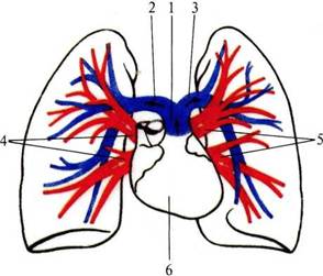 Контрольная работа по теме Розлади зовнішнього дихання